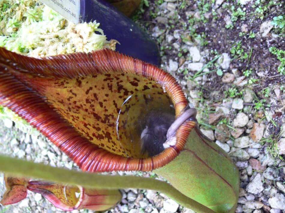 nepenthes fare
