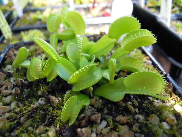 harmony venus fly trap fotoğraf