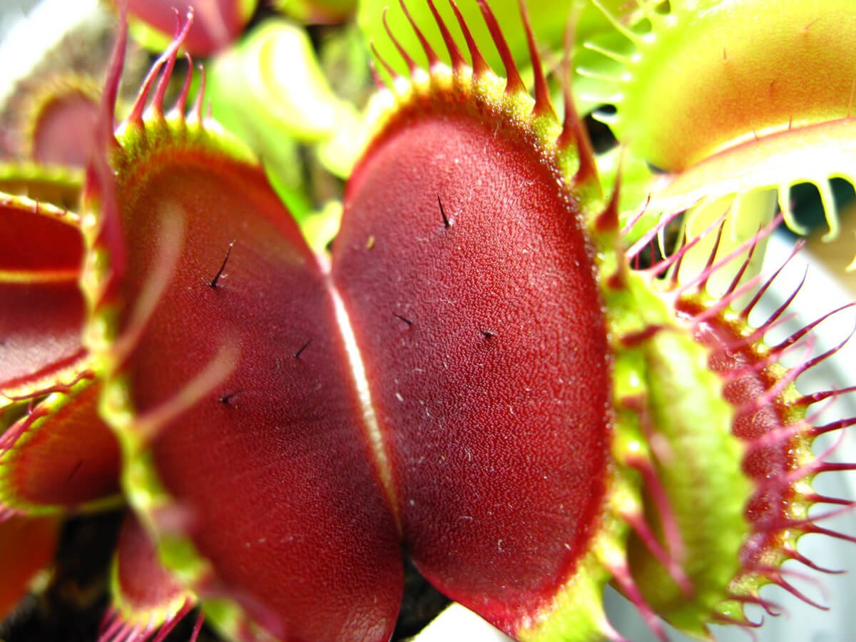 dionaea red green