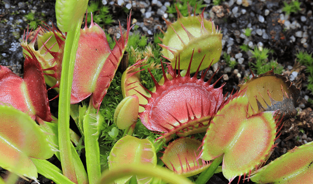 venus fly trap cross teeth foto