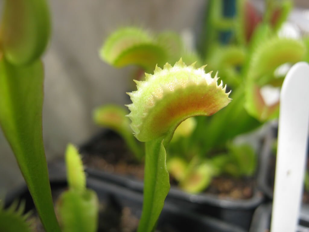 denate venus fly trap fotoğraf