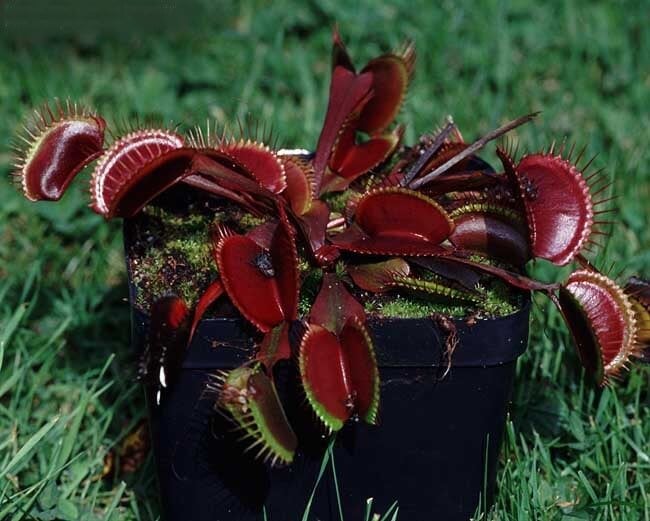 dionaea red burgundy fotoğraf