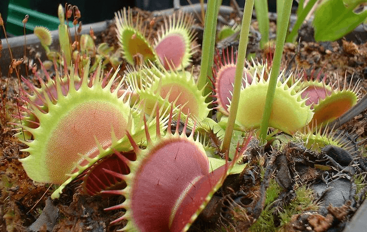 vft fine tooth fotoğraf