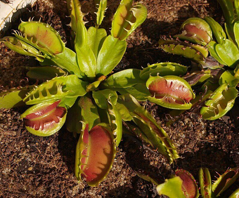 fused tooth venus fly trap fotoğraf