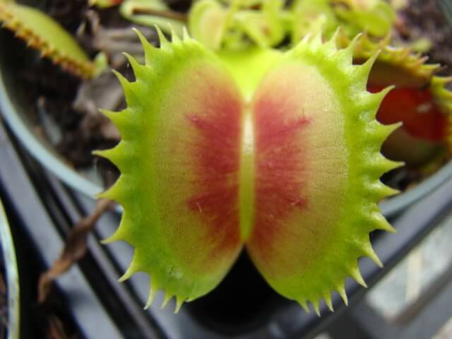 jaws venus fly trap