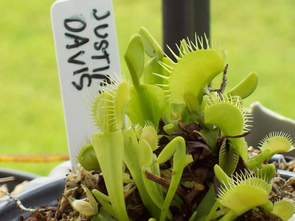 justina davis venus fly trap