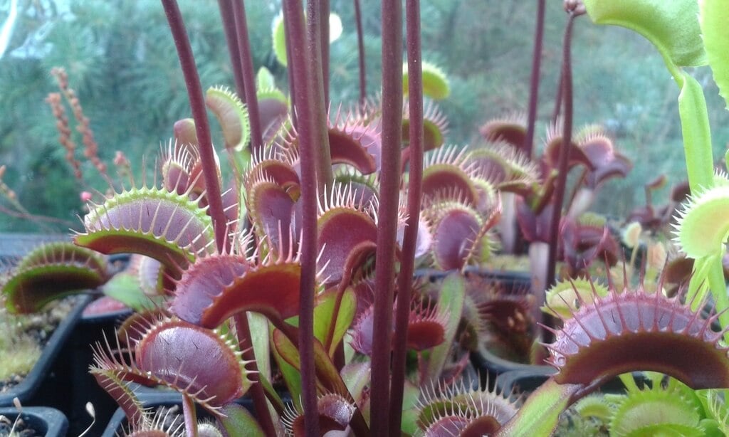 Dionaea Akai Ryu