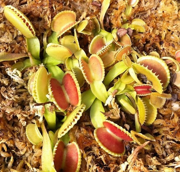 venus fly trap Coquillage foto